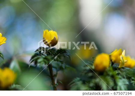 散落在柔和的散景中的黃色福壽草植物群[花/植物] 67507194