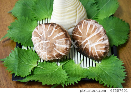 Yamanoko mushrooms shiitake 67507491