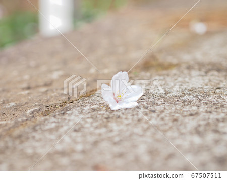 櫻桃花瓣 櫻桃花瓣 67507511