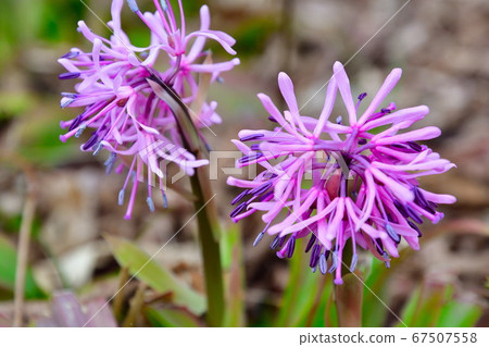 Drosophila (image) Drosophila (image) 67507558