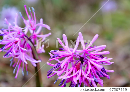 Drosophila (image) Drosophila (image) 67507559