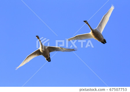 A swan flying in the blue sky 67507753