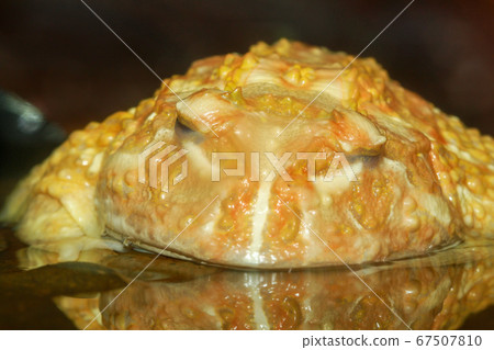 Close up yellow big frog is sleep in water Close up yellow big frog is sleep in water 67507810