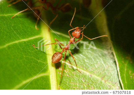 Close up red ant on green leaf in nature at Close up red ant on green leaf in nature at 67507818