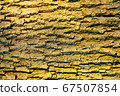 Detail of oak tree bark 67507854
