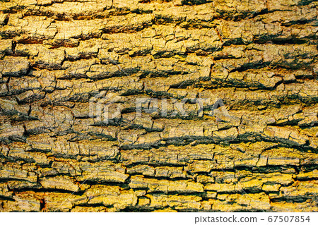 Detail of oak tree bark Detail of oak tree bark 67507854