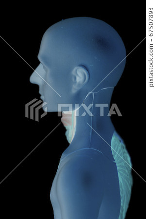 Human Body Anatomy Model Human Body Anatomy Model 67507893
