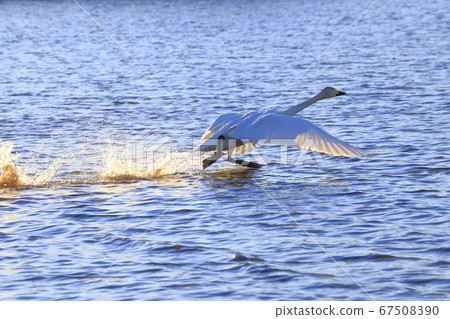 A swan flying up with splashes of water. 67508390