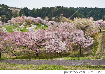 Akita Prefecture Japanese garden in spring Akita Prefecture Japanese garden in spring 67508455