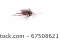 cockroach isolated on white background. 67508621