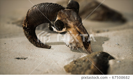 Skull with ram horns on the beach 67508682