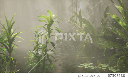 Sun shining through trees and fog in a tropical 67508688