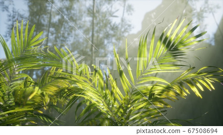 bright light shining through the humid misty fog 67508694