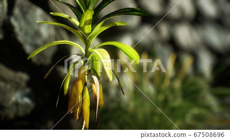 grass and stone wall in the north of England 67508696