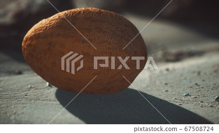Desert melon on the sand beach Desert melon on the sand beach 67508724