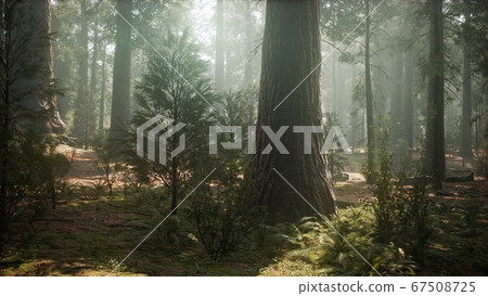 Sunrise in the Sequoias, General Grant Grove, Sunrise in the Sequoias, General Grant Grove, 67508725