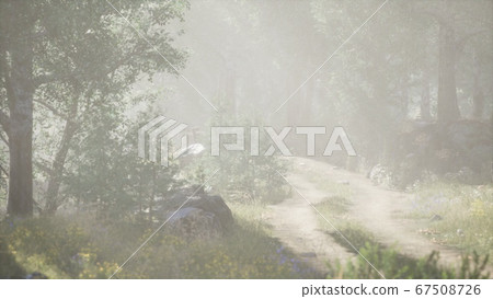 Sunbeams entering coniferous stand on a misty Sunbeams entering coniferous stand on a misty 67508726