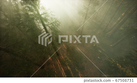 Drone breaking through the fog to show redwood and Drone breaking through the fog to show redwood and 67508731
