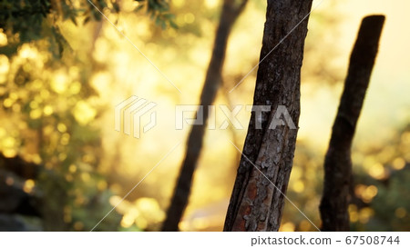 Sunbeams pour through trees in misty forest Sunbeams pour through trees in misty forest 67508744