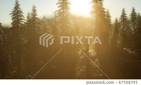 Deer Male in Forest at Sunset 67508745