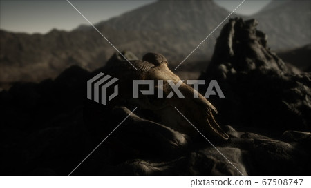 European mouflon ram skull in natural conditions European mouflon ram skull in natural conditions 67508747