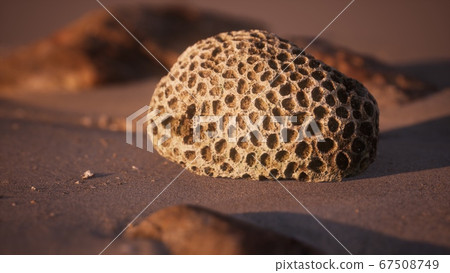 old coral on the sand beach old coral on the sand beach 67508749