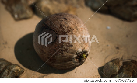 brown coconut on the beach sand brown coconut on the beach sand 67508750