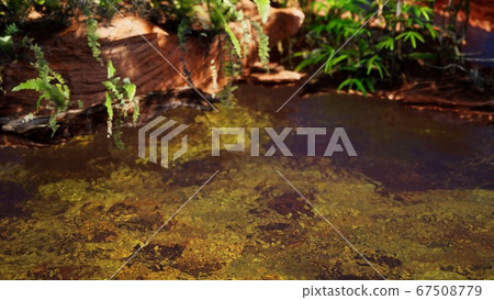 tropical golden pond with rocks and green plants tropical golden pond with rocks and green plants 67508779