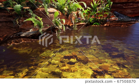 tropical golden pond with rocks and green plants 67508870