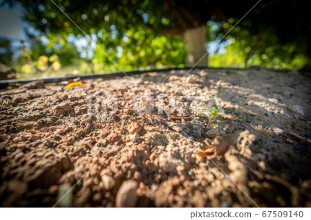 Mus spretus baby mouse smelling around 67509140