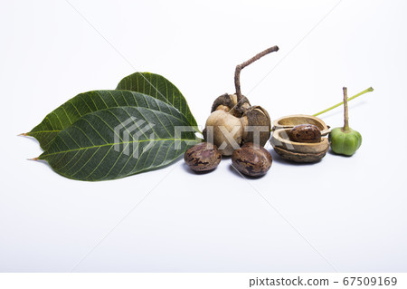 Green leaves and rubber seeds Put on white Green leaves and rubber seeds Put on white 67509169