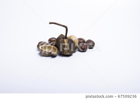 Rubber seeds laid on a white background 67509236