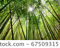 Sunlight shining on the bamboo grove 67509315