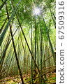 The sun in the bamboo forest 67509316