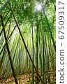 The sun in the bamboo forest 67509317