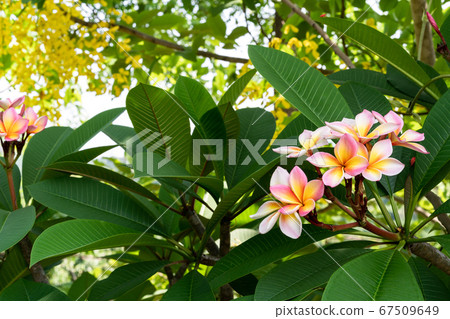Closeup of red Frangipani Plumeria Rubra flower 67509649
