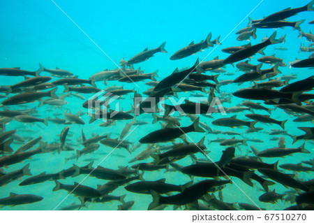 Hokkaido Autumn Chitose City Lake Shikotsu Underwater Pleasure Boat 67510270
