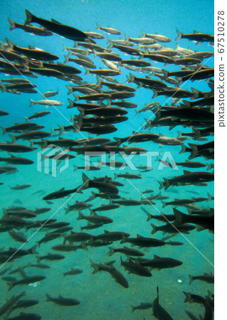 北海道千歲秋季市支Shi湖水下游船 67510278