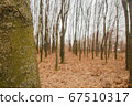 autumn forest trees. Nature without leaves autumn overcast 67510317