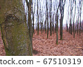 autumn forest trees. Nature without leaves autumn overcast 67510319