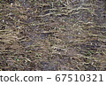 Perfect square seamless grass texture. Ideal for a tiled background, or for texturing a 3D model. 67510321