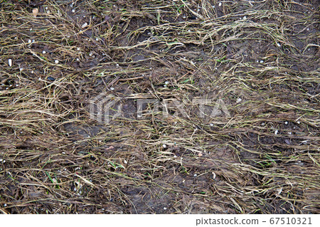 Perfect square seamless grass texture. Ideal for a tiled background, or for texturing a 3D model. Perfect square seamless grass texture. Ideal for a tiled background, or for texturing a 3D model. 67510321