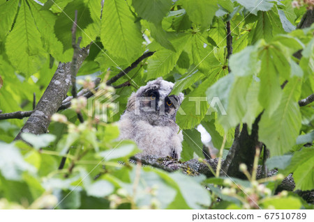 Juvenile long-eared owl (Asio otus) in a chestnut Juvenile long-eared owl (Asio otus) in a chestnut 67510789