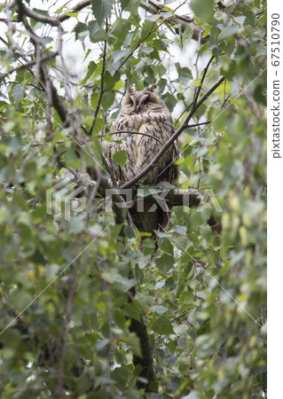 Juvenile long-eared owl (Asio otus) in a birch Juvenile long-eared owl (Asio otus) in a birch 67510790