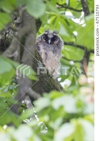Juvenile long-eared owl (Asio otus) in a chestnut 67510793