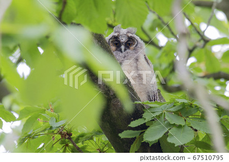 Juvenile long-eared owl (Asio otus) in a chestnut 67510795