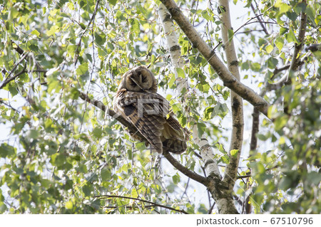 Juvenile long-eared owl (Asio otus) in a birch 67510796