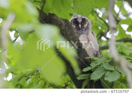 Juvenile long-eared owl (Asio otus) in a chestnut 67510797