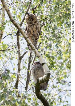 Juvenile and adult long-eared owl (Asio otus) in a 67510798