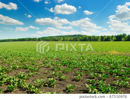 Sugar beet on agricultural field on beautiful 67510976
